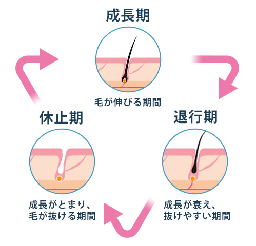 ヘアサイクルの流れ